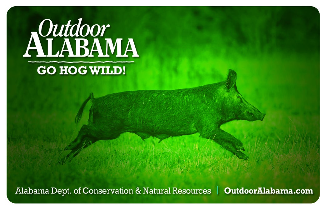 Hog Wild License Package Available Monday Outdoor Alabama